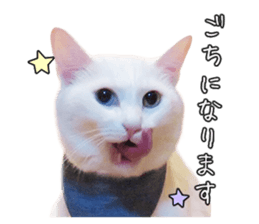 Russian Blue & White cat sticker #15087538