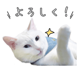 Russian Blue & White cat sticker #15087540