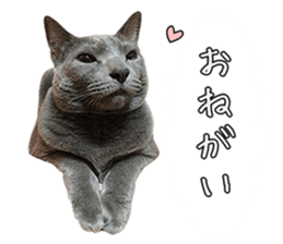 Russian Blue & White cat sticker #15087541