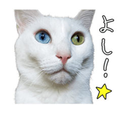 Russian Blue & White cat sticker #15087542