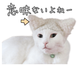 Russian Blue & White cat sticker #15087544