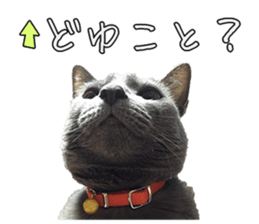 Russian Blue & White cat sticker #15087545