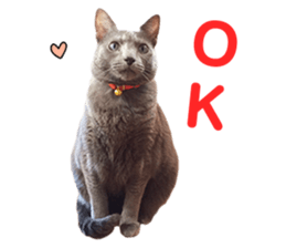 Russian Blue & White cat sticker #15087546