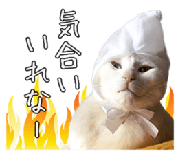 Russian Blue & White cat sticker #15087548