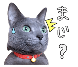 Russian Blue & White cat sticker #15087549