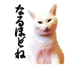 Russian Blue & White cat sticker #15087550