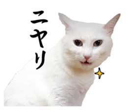 Russian Blue & White cat sticker #15087551