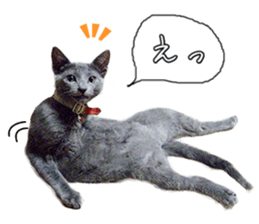 Russian Blue & White cat sticker #15087553