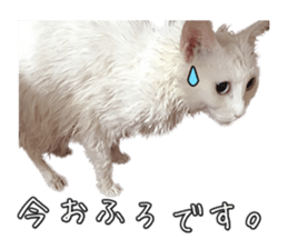 Russian Blue & White cat sticker #15087554