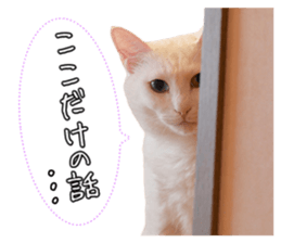 Russian Blue & White cat sticker #15087555