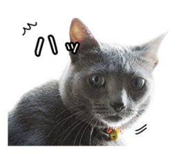 Russian Blue & White cat sticker #15087556