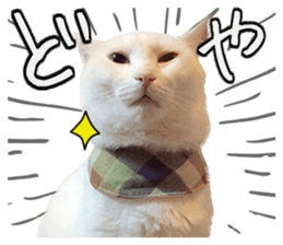 Russian Blue & White cat sticker #15087557