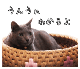 Russian Blue & White cat sticker #15087558