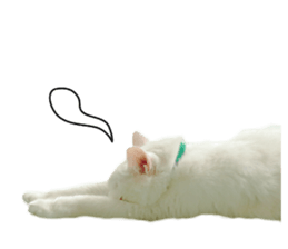 Russian Blue & White cat sticker #15087559