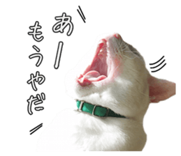 Russian Blue & White cat sticker #15087560