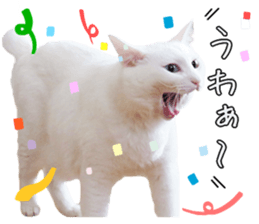 Russian Blue & White cat sticker #15087561