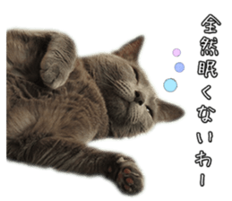Russian Blue & White cat sticker #15087562