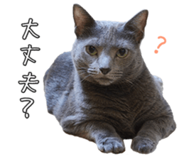 Russian Blue & White cat sticker #15087563