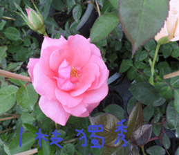 Merlot sticker #15088428