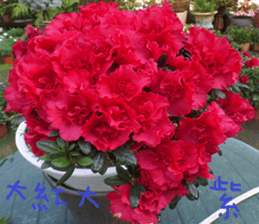 Merlot sticker #15088429