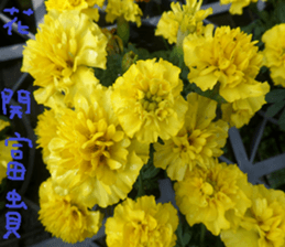 Merlot sticker #15088430