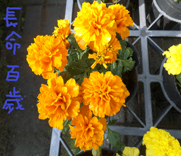 Merlot sticker #15088431