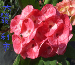 Merlot sticker #15088432