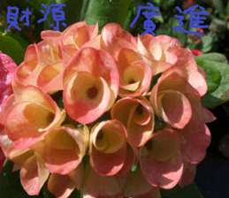 Merlot sticker #15088433