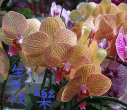 Merlot sticker #15088434