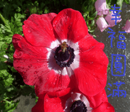 Merlot sticker #15088435