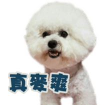 I Love Bichon Frise PART2 sticker #15089381