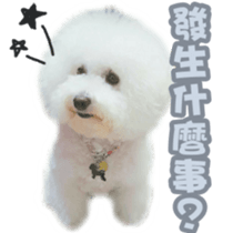 I Love Bichon Frise PART2 sticker #15089403