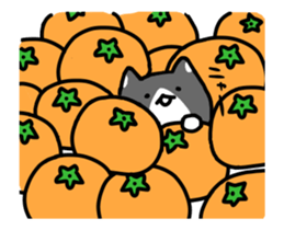 hacchan the kitten in motion! sticker #15089671