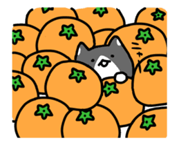 hacchan the kitten in motion! sticker #15089671