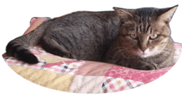 NANA stickers Vol.6 sticker #15093367