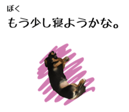 Koro of the miniature dachshund sticker #15093692