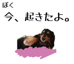 Koro of the miniature dachshund sticker #15093693