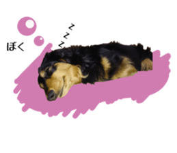 Koro of the miniature dachshund sticker #15093694