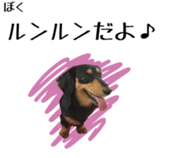 Koro of the miniature dachshund sticker #15093696