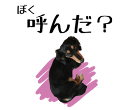 Koro of the miniature dachshund sticker #15093698