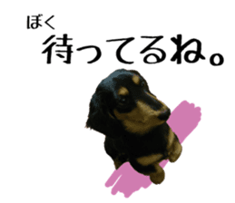 Koro of the miniature dachshund sticker #15093699