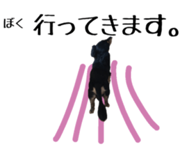 Koro of the miniature dachshund sticker #15093702