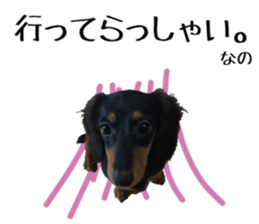 Koro of the miniature dachshund sticker #15093703