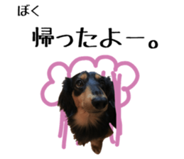 Koro of the miniature dachshund sticker #15093705