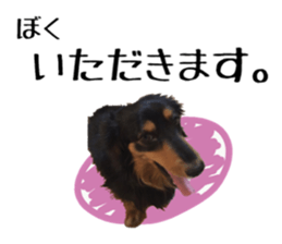 Koro of the miniature dachshund sticker #15093708