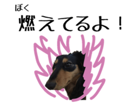 Koro of the miniature dachshund sticker #15093709