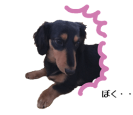 Koro of the miniature dachshund sticker #15093714