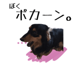 Koro of the miniature dachshund sticker #15093716