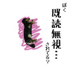 Koro of the miniature dachshund sticker #15093718