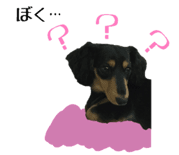 Koro of the miniature dachshund sticker #15093720